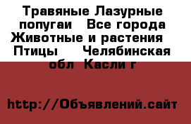 Травяные Лазурные попугаи - Все города Животные и растения » Птицы   . Челябинская обл.,Касли г.